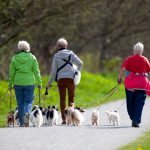 kutya, nyugdíjas, házikedvenc, erdő, séta